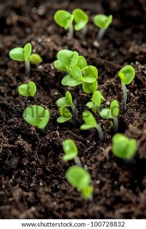 Young plants in the soil, seedling