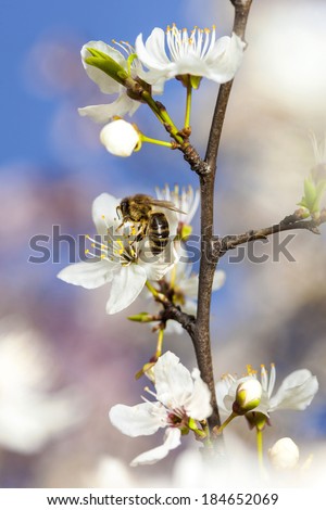 Single bee on a plum tree flower