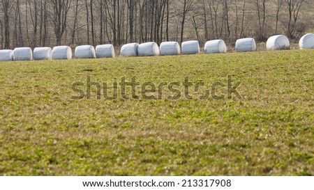 Bales of hay wrapped in white foil, in a row