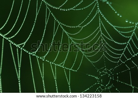 dew on a spider web in the forest