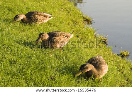 Three ducks eating by a pond. Focus on head of middle duck