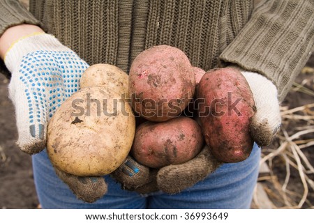 Red and white potatoes. Harvesting