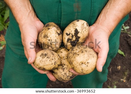Mans hands holding fresh dug potatoes