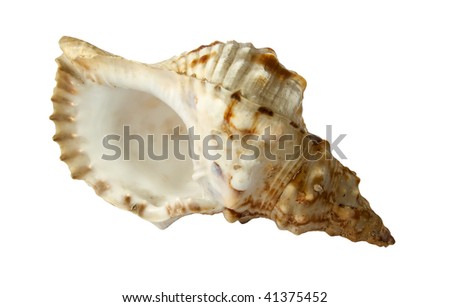 Beautiful see shell isolated on white background