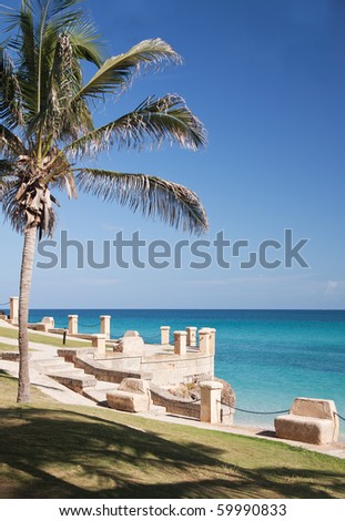 Palm on atlantic ocean beach, Varadero, Cuba