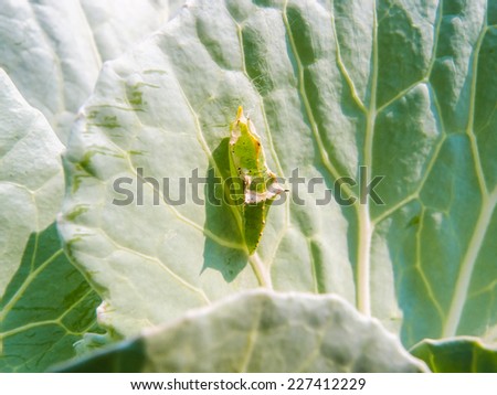 bug on green leaf