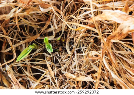 Young plant growing among Dried plant