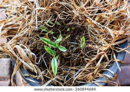 Young plant growing among Dried plant