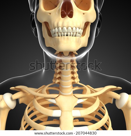 Illustration of human neck skeleton