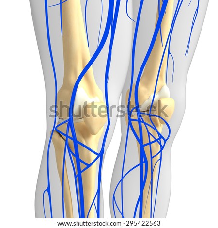 3d Rendered Illustration Of Knee Anatomy - 295422563 : Shutterstock