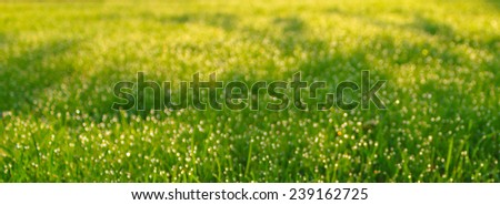 Abstract natural background. Fresh spring grass with drops on natural defocused light green background.