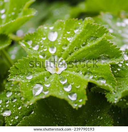 Spiky leaves with dew drops of water