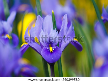 purple iris, violet flowers in garden with blur background