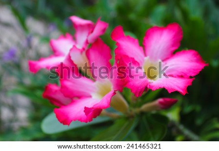 Desert roses, pink flowers with blurred garden background