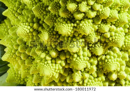 Fractal in nature - romanesco broccoli. Fresh green cabbage