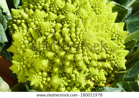Fractal in nature - romanesco broccoli. Fresh green cabbage