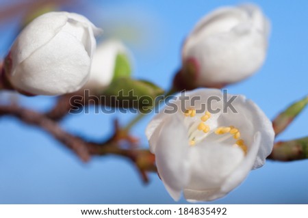 Stems of white flowers of apple tree - image with shallow dof.