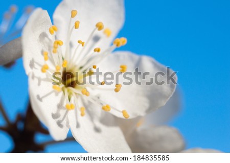 Stems of white flowers of apple tree - image with shallow dof.