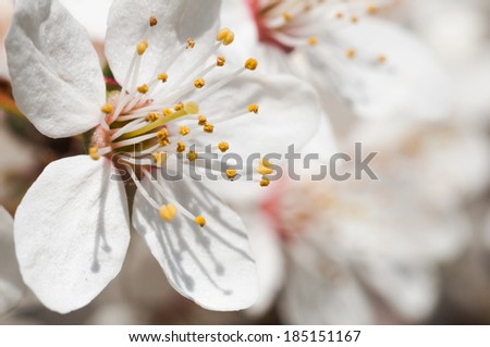 Stems of white flowers of fruit tree (apple). Shallow dof.