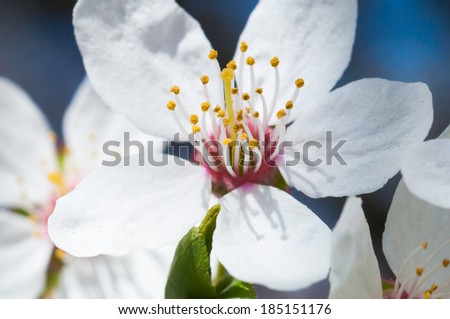Stems of white flowers of fruit tree (apple).