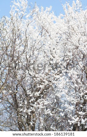 Flowery branches of a fruit tree, sky on background.