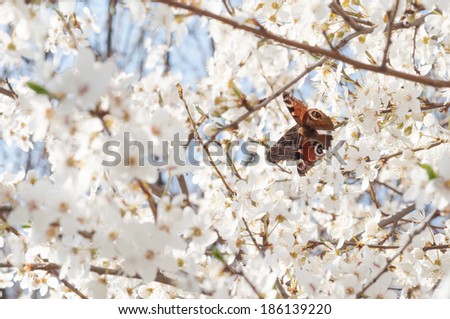 Flowery branches of a fruit tree with butterflies.