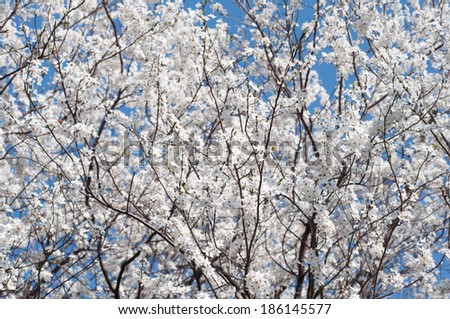 Flowery branches of a fruit tree, sky on background.