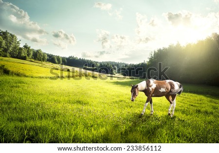 Dappled horse on a meadow in Poland in the morning