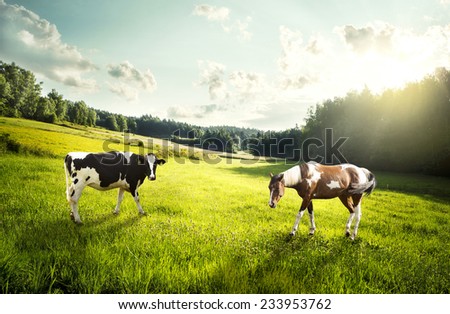 Horse and cow pasture on a glade