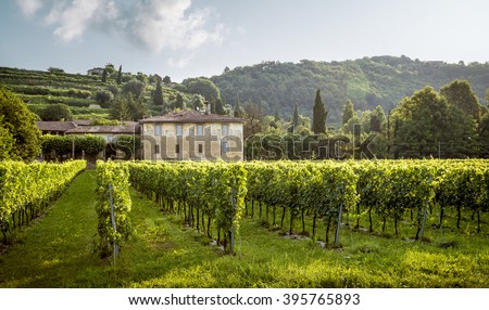 Beautiful old manor surrounded with vineyard