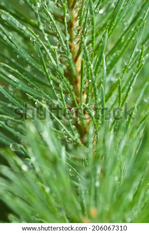 Close up of rain drops on green pine needles with fresh green
