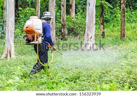 Pesticides Spraying. Farmer kills weed spraying pesticides in Eucalyptus garden
