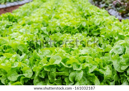Agricultural industry. Growing vegetable on field.
