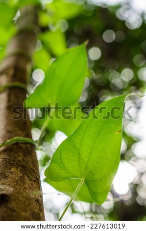 creeper plant growing around tree in the tropical forest