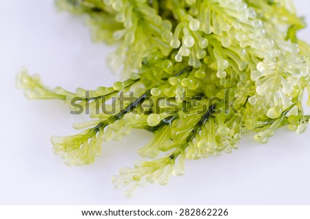 Macro closeup of green marine algae isolated on white