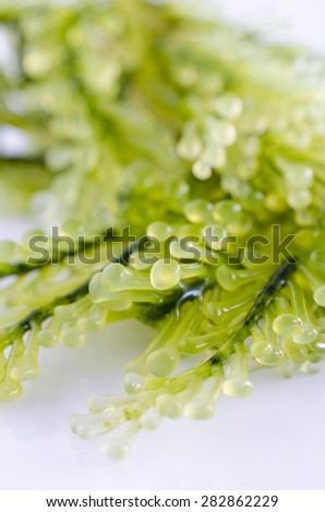 Macro closeup of green marine algae isolated on white