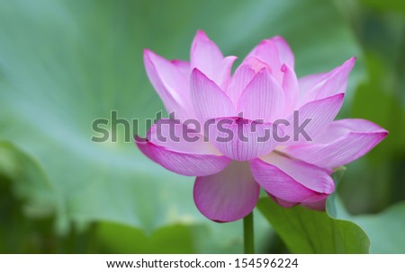 Pink lotus flower, symbol of for elements in Buddhism: air, water, earth, fire