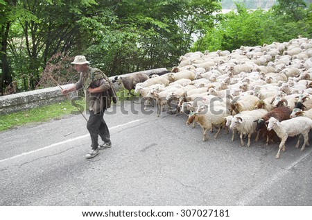 MTSKHETA, GEORGIA - MAY 14, 2014: Undefined Georgian shepherd drives the herd of sheep to a new pasture by road near Mtskheta.