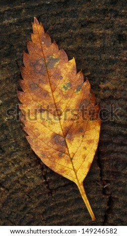 Autumn leaf on tree stump with annual rings in Finland.