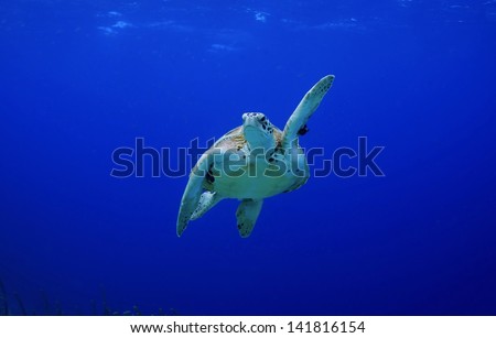 Pick me! High Five! Green Sea Turtle making a turn
