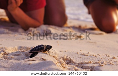 Sea Turtle Hatchling