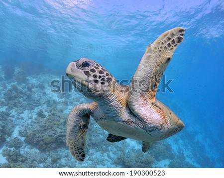 High Five, Pick Me, Sea Turtle close up in Caribbean