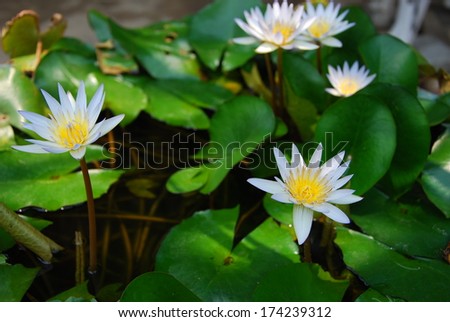 water lily in pool.this is white water lily that can be find in all area of thailand.