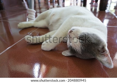 sleeping cat on the ground