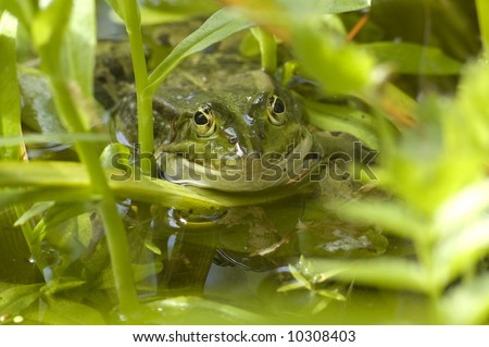 green frog facing up from the water, with a big mouth