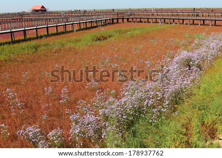 Red Beach of Panjin in China:Red grass on the beach in Panjin, Liaoning province, China.