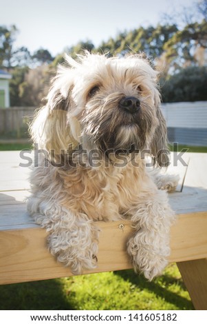 Little dog sitting on picnic table