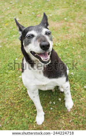 Happy Fox Terrier on the lawn