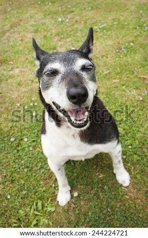 Happy Fox Terrier on the lawn