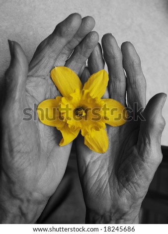 Old hands and beautiful flower